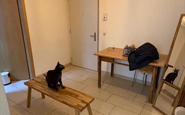 Wohnung 3.5 Zimmer - image - 6