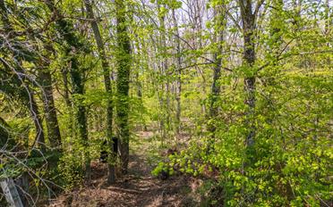 Einfamilienhaus 11.5 Zimmer - image - 4