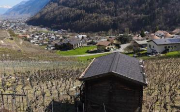 Agricultural land 1 room - image - 7