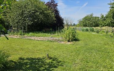 Alottment garden - image - 2