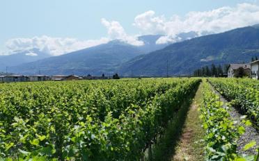 Villa 5.5 Zimmer - image - 3