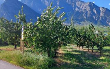 Villa 5.5 rooms - image - 5