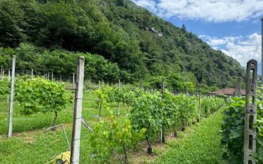 Bauland 12.5 Zimmer - image - 1