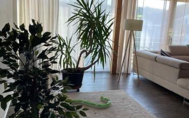 Apartment 5.5 rooms - image - 3