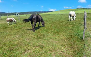 Einfamilienhaus 7 Zimmer - image - 16