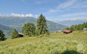 Chalet 3.5 Zimmer - image - 9